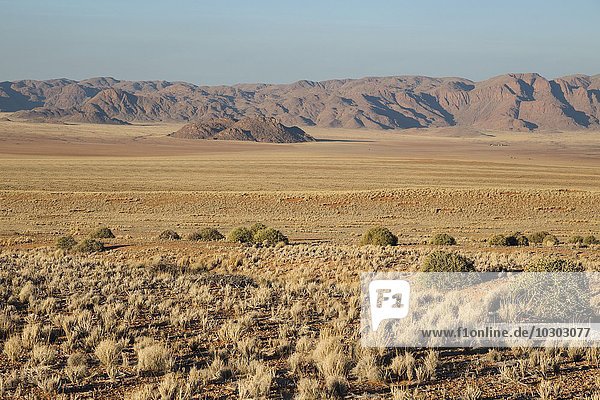 Mit Gras bedeckte Wüstenebene am Rande der Namib-Wüste  Feenkreise  kreisförmige Flecken ohne Vegetation  NamibRand-Naturreservat  Namibia  Afrika
