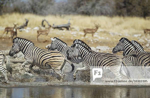 Burchell-Zebras (Equus quagga burchellii) am Wasserloch  aufgeschreckt  hinten grasende Schwarznasenimpalas (Aepyceros melampus petersi)  Etosha-Nationalpark  Namibia  Afrika
