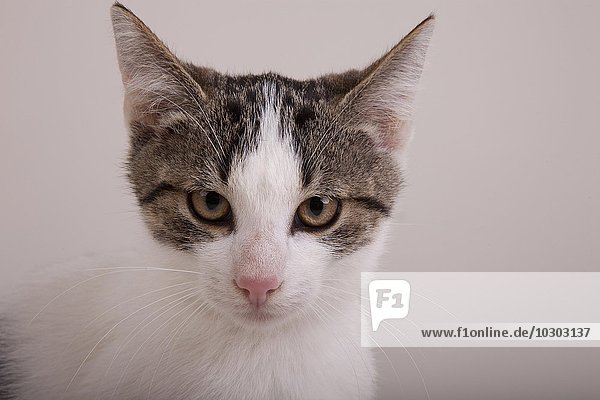 Junge Katze  weiß-getigert  männlich  Portrait