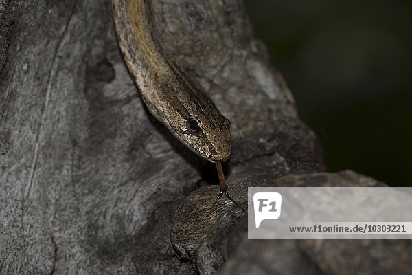 Mahafalynatter (Mimophis mahfalensis)  Isalo Nationalpark  Madagaskar  Afrika
