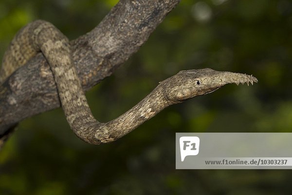 Blattnasennatter (Langaha madagascariensis) im Trockenwald von Zombitse-Vohibasia National Park  Madagaskar  Afrika