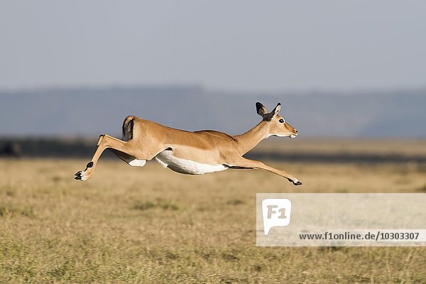 Flüchtendes  springendes Impala (Aepyceros melampus)  Maasai Mara  Narok County  Kenia  Afrika