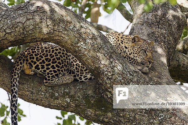 Leopard (Panthera pardus)  Männchen liegt relaxt in einem Leberwurstbaum (Kigelia africana)  Masai Mara  Narok County  Kenia  Afrika