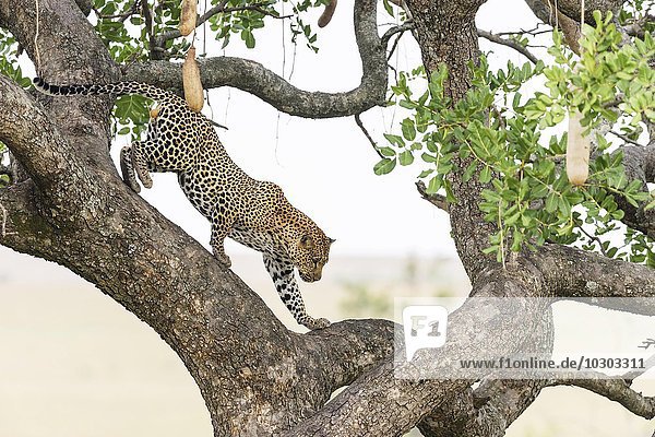 Leopard (Panthera pardus)  Männchen klettert von einem Leberwurstbaum (Kigelia africana)  Masai Mara  Narok County  Kenia  Afrika