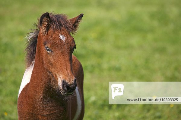 Geschecktes Fohlen  Islandpony  Island-Pony  Islandpferd  Isländer (Equus przewalskii f. caballus)  Tierkind  Niedersachsen  Deutschland  Europa