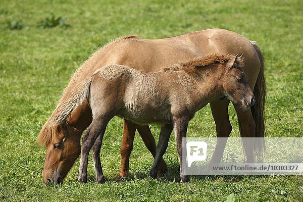 Fohlen und Stute  Islandpferde  Islandpony  Island-Pony  Isländer (Equus przewalskii f. caballus)  Niedersachsen  Deutschland  Europa