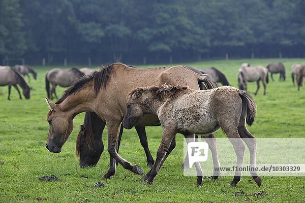 Dülmen ponies  foal and mare  Merfelder Bruch  Dülmen  Münsterland  North Rhine-Westphalia  Germany  Europe