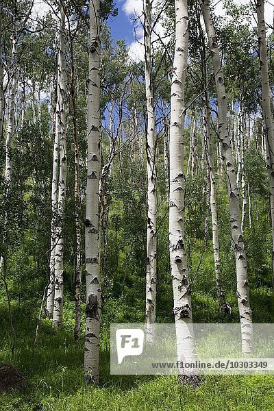 Birken in der Eagles Nest Wilderness Area Silverthorne Colorado USA Nordamerika