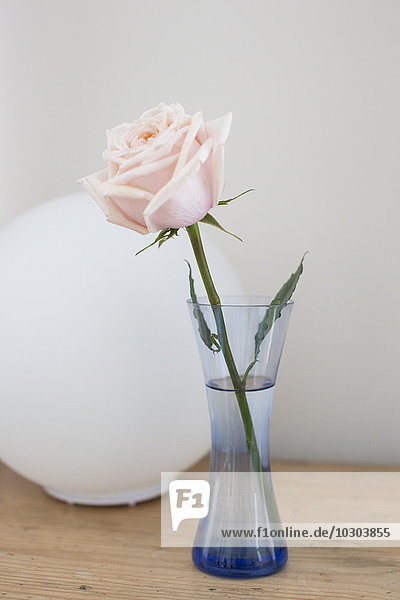 Einzelne Rose in Vase