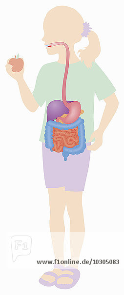 Biomedizinische Illustration des Verdauungssystems eines Apfel essenden Mädchens