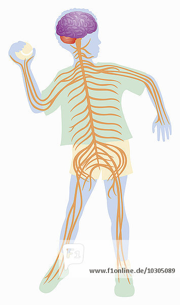 Biomedizinische Illustration des Nervensystems eines Ball werfenden Jungen