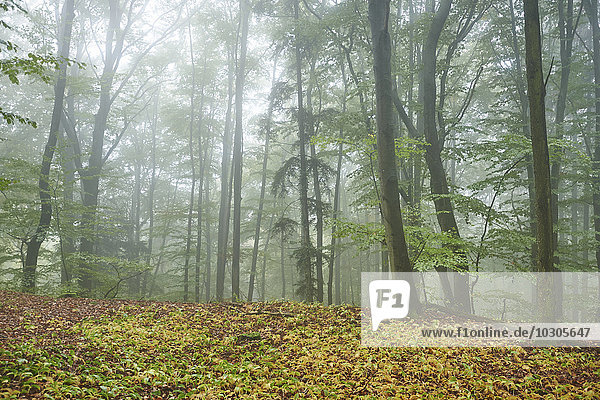 Waldweg im Herbst,  Oberpfalz,  Bayern,  Deutschland,  Europa, Wald im Herbst,  Oberpfalz,  Bayern,  Deutschland,  Europa