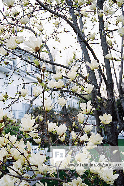 Ein Magnolienbaum mit großen cremefarbenen Blüten der in einem Hotelgarten blüht.