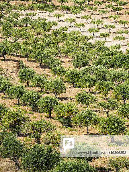 Italien  Sizilien  Olivenbaumplantage bei Purgatorio