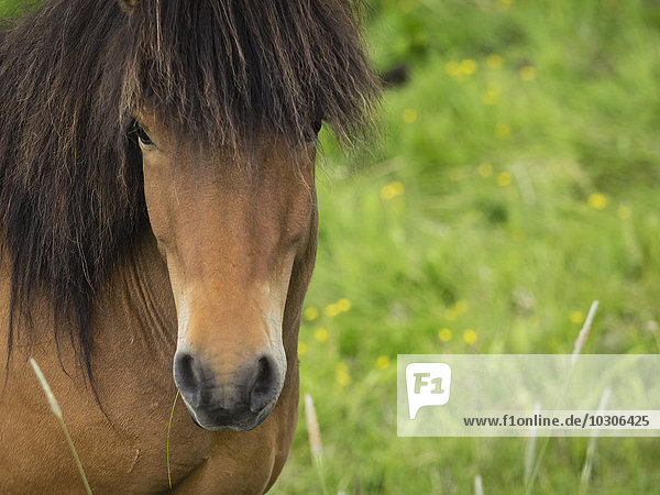 Ein isländisches Braunes Pferd mit langer Mähne und Stirnlocke.
