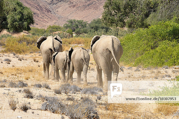 Afrika  Kunene  vier afrikanische Elefanten  Loxodonta africana  Wanderung durch den Hoanib River