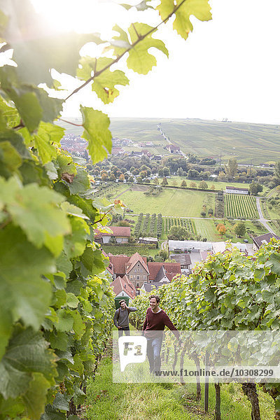 Germany  Bavaria  Volkach  two men harvesting grapes in vineyard