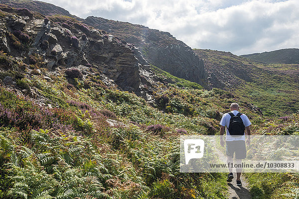 United Kingdom  England  Cornwall  Boscastle  Hiker at High Cliff