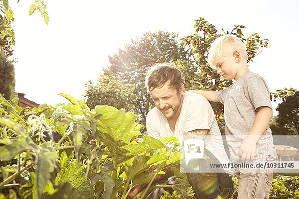Vater und sein kleiner Sohn ernten Zucchini