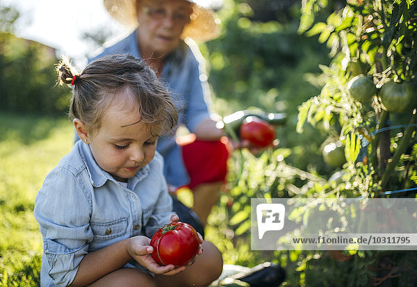 Seniorin und ihre kleine Enkelin bei der Tomatenernte im Garten