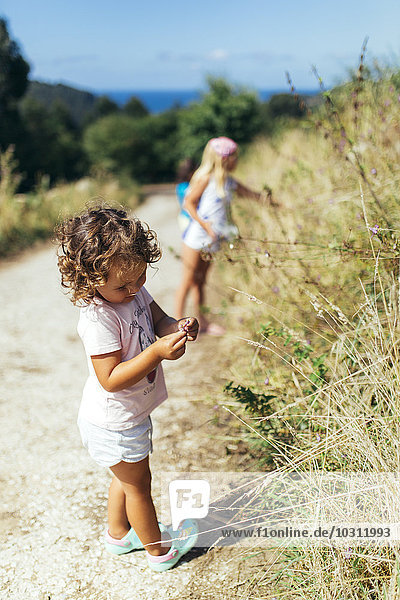 Little girl picking blackberries