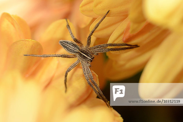 Baumschule Web Spider  Pisaura mirabilis  auf gelber Blüte