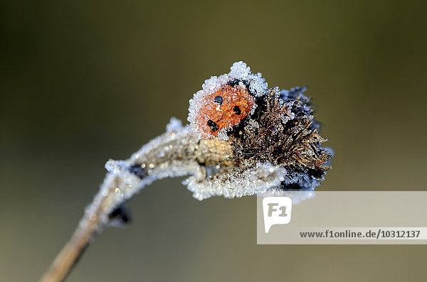 Siebenfleckiger Marienkäfer,  Coccinella septempunctata,  mit Frost bedeckt
