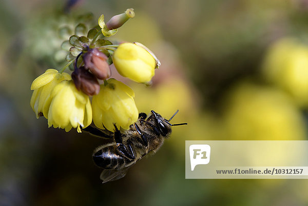 Honigbiene  Apis  an der Blüte hängend