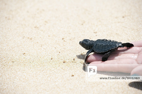 Sri Lanka  Meeresschildkröte in der Hand am Strand