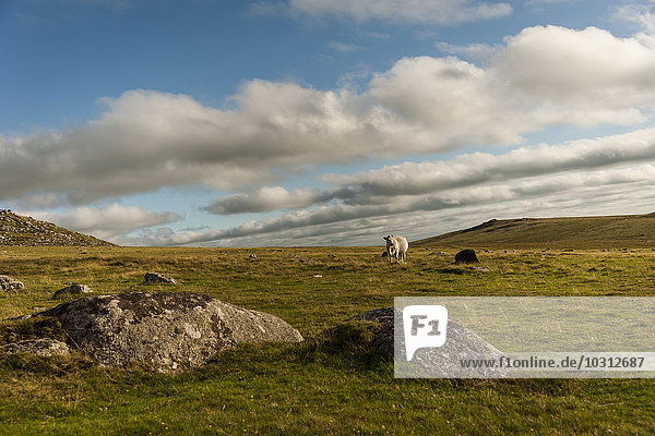 Vereinigtes Königreich  England  Cornwall  Bodmin Moor  Schafe