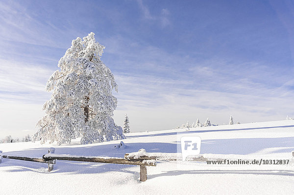 Deutschland  Baden-Württemberg  Schwarzwald  schneebedeckte Tanne bei Sonnenlicht
