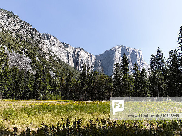 USA  Kalifornien  Yosemite Nationalpark  Blick auf El Capitan