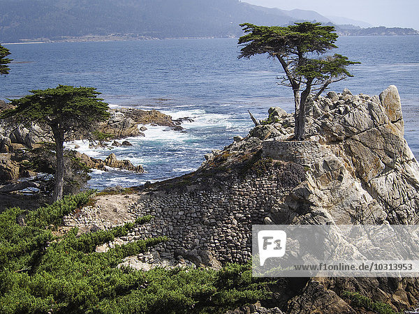 USA  Kalifornien  Monterey  17-Mile-Drive 'Lone Cypress'  Zypresse
