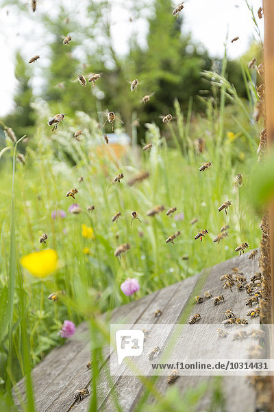 Deutschland  Baden-Württemberg  Überlingen  Bienenschwarm an der Bienenkiste