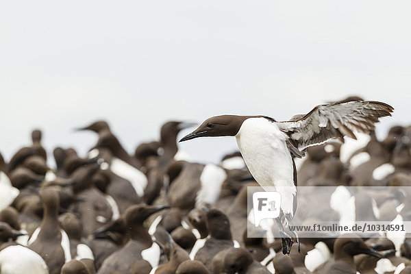Great Britain  England  Northumberland  Farne Islands  Common Murres  Uria aalge