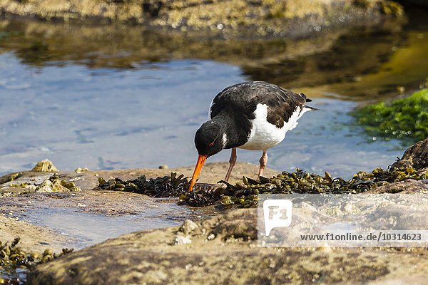 UK  Northumberland  Seahouses  Oystercatcher  Haematopus ostralegus  searching for food
