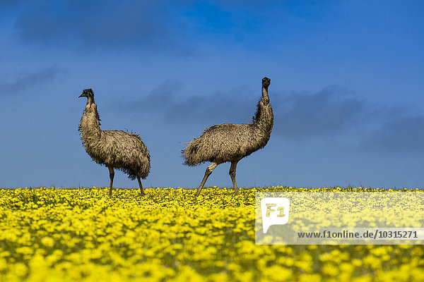 Australien Port Lincoln zwei Emus im Rapsfeld stehend