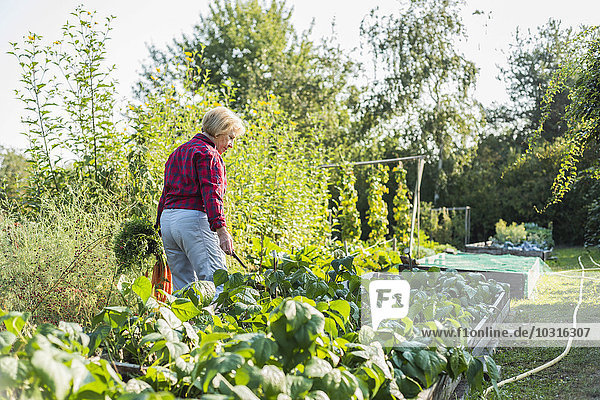 Senior woman gardening in vegetable patch