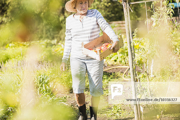 Seniorin im Garten mit einer Kiste mit verschiedenen Tomaten