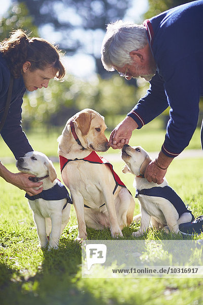 Drei Blindenhunde bei der Hundeausbildung