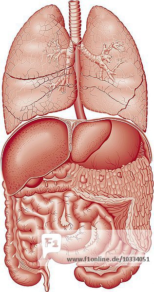 Illustration von Leber  Lunge und Darm vor weißer Basis.