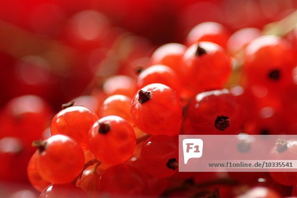 Johannisbeeren (rot) Rote Johannisbeere - Ribes rubrum - Inhalt Tücher: C-Vitamin - A-Vitamin - Verwertung Zitronensäure bei Gicht - Rheuma - Häusliche Küche