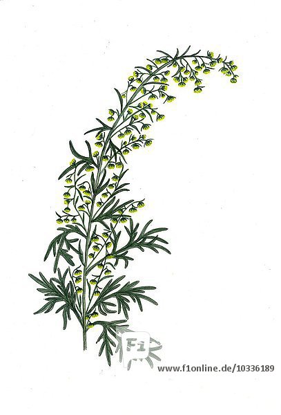 Artemisia absinthiumn