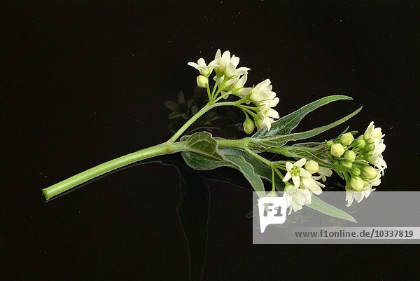 Schwalbenwurz - Gemeines Vincetoxicum - Heilpflanze - Giftpflanze - Vincetoxicum officinalis - Cyanchum - Vincetossico comune -