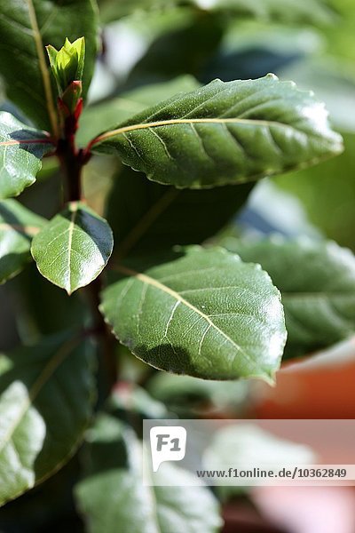 Kräuter  Lorbeer  ( Laurus nobilis )
