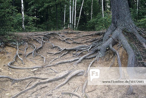 Freigelegte Wurzeln einer Weißkiefer (Pinus strobus) aufgrund von Wassererosion.