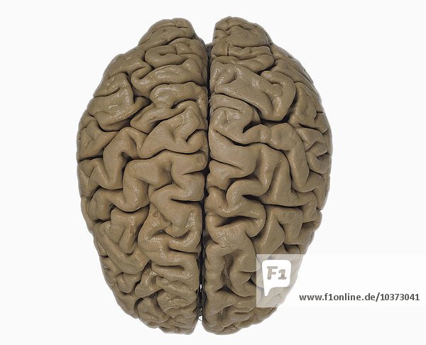 Das menschliche Gehirn von oben  mit den beiden Hemisphären des Großhirns. Das Großhirn ist der größte Teil des Gehirns und steuert die höheren Gehirnfunktionen einschließlich des Denkens.