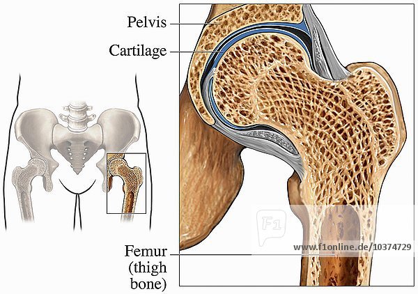 Bone Cross Section / 4 246 Bone Cross Section Photos And Premium High