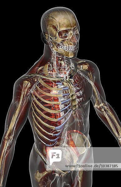 3d4m000007068 A Superior Anterolateral View Right Side Of The Major Blood Vessels Of The Upper Body The Surface Anatomy Of The Body Is Transparent And Tinted White Adern Angiologie Blut Aorta Descendens