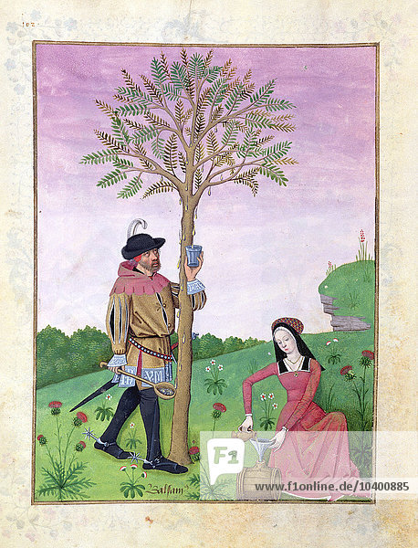 Ms Fr. Fv VI #1 fol.131r Lavendel  Nieswurz und ein Verwandter der Gurkengewächse  Illustration aus dem Buch der einfachen Arzneien von Mattheaus Platearius (gest. 1161) um 1470 (Pergament)